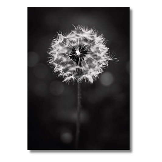 Dandelion